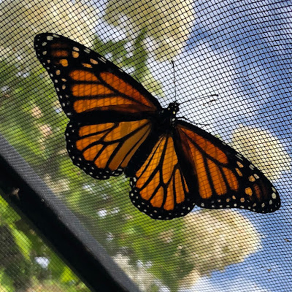 Meet your Posher, Tracey - Picture 1 of 1